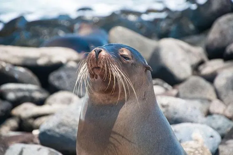 Best time to visit Galapagos – Best weather, wildlife, low prices